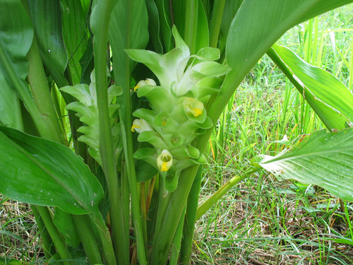 tumeric-cucuma longa